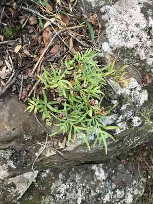 Waianae mountain digit fern(Doryopteris subdecipiens)