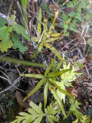 Waianae mountain digit fern(Doryopteris subdecipiens)