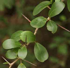 Wild apricot(Dovyalis caffra)