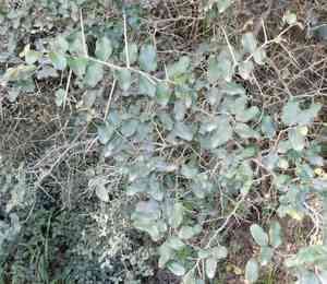Wild apricot(Dovyalis caffra)