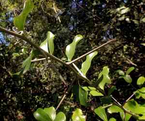 Wild apricot(Dovyalis caffra)