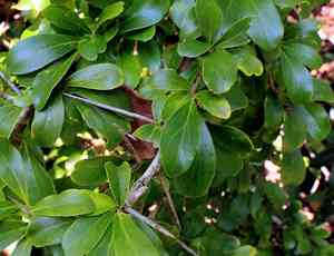 Wild apricot(Dovyalis caffra)