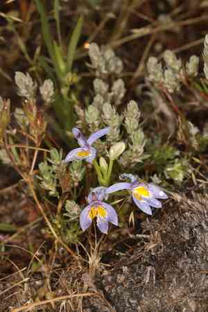 Bach's calicoflower(Downingia bacigalupii)