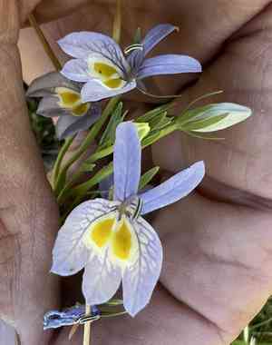 Bach's calicoflower(Downingia bacigalupii)