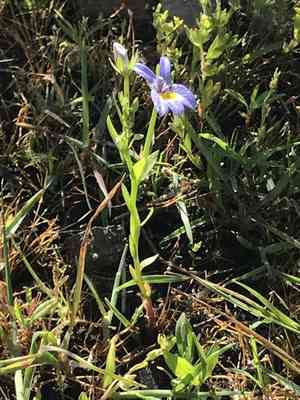 Bach's calicoflower(Downingia bacigalupii)