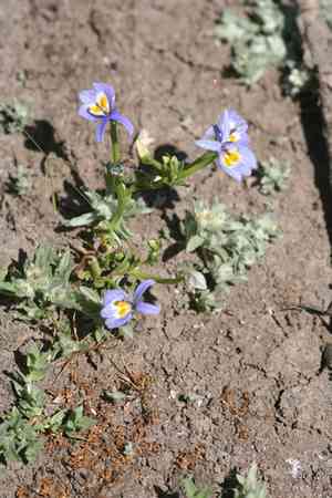 Bach's calicoflower(Downingia bacigalupii)