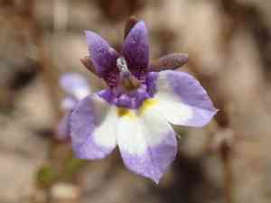 Doublehorn calicoflower(Downingia bicornuta)