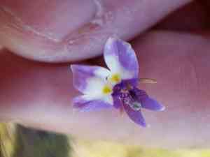 Doublehorn calicoflower(Downingia bicornuta)