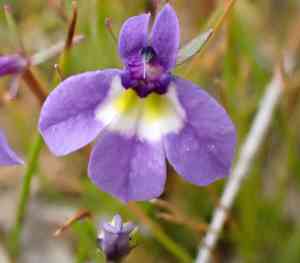 Doublehorn calicoflower(Downingia bicornuta)