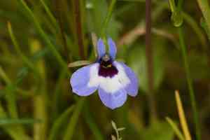 Maroon-spot calico-flower(Downingia concolor)