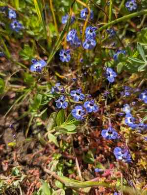 Maroon-spot calico-flower(Downingia concolor)