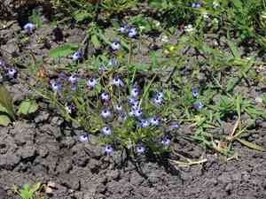 Maroon-spot calico-flower(Downingia concolor)