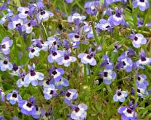 Maroon-spot calico-flower(Downingia concolor)