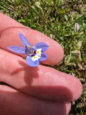 Harlequin calicoflower(Downingia insignis)