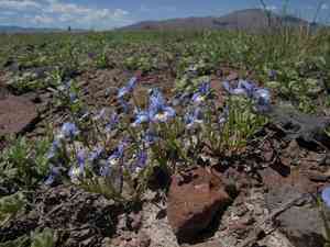 Harlequin calicoflower(Downingia insignis)
