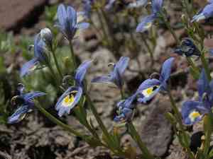 Harlequin calicoflower(Downingia insignis)