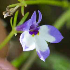Sierra calicoflower(Downingia montana)