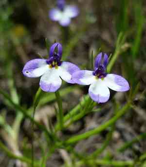 Sierra calicoflower(Downingia montana)