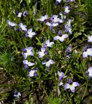 Sierra calicoflower(Downingia montana)