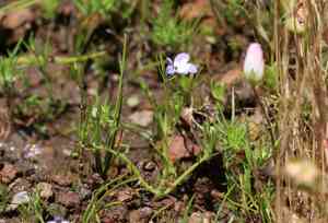 Sierra calicoflower(Downingia montana)