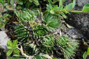 Woolly-fruited whitlow-grass(Draba lasiocarpa)
