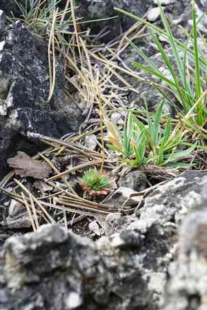 Woolly-fruited whitlow-grass(Draba lasiocarpa)