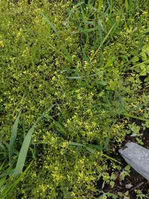 Woodland draba(Draba nemorosa)