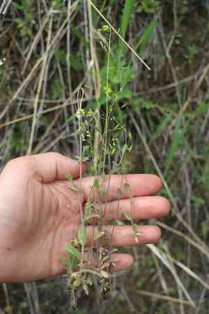 Woodland draba(Draba nemorosa)