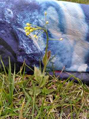 Woodland draba(Draba nemorosa)