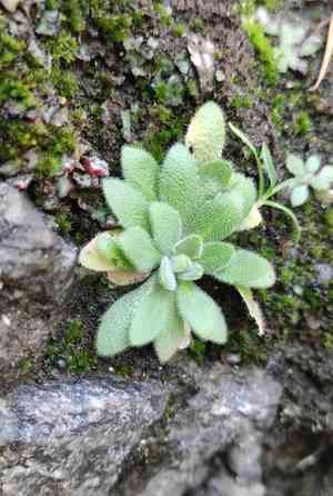 Woodland draba(Draba nemorosa)