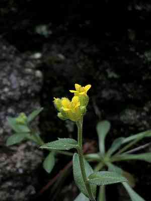 Santa rita mountain draba(Draba petrophila)