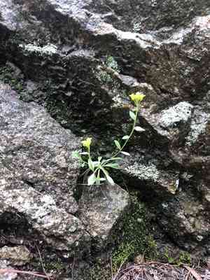 Santa rita mountain draba(Draba petrophila)