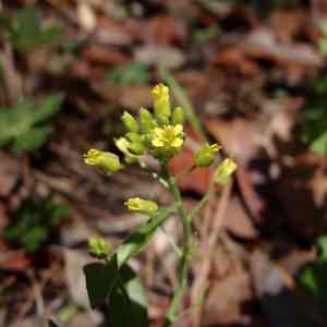 Santa rita mountain draba(Draba petrophila)