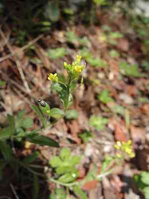 Santa rita mountain draba(Draba petrophila)