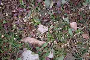 Spring draba(Draba verna)