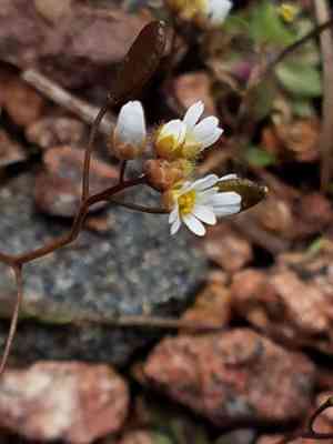 Spring draba(Draba verna)