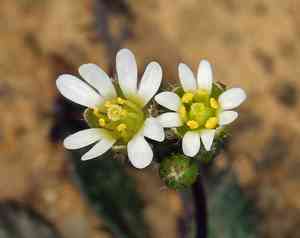 Spring draba(Draba verna)