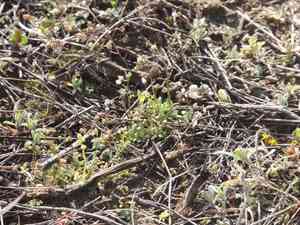 Spring draba(Draba verna)