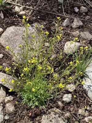 whitlow-grasses (Draba)(Draba)