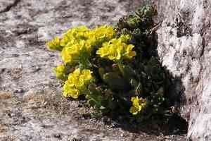 whitlow-grasses (Draba)(Draba)