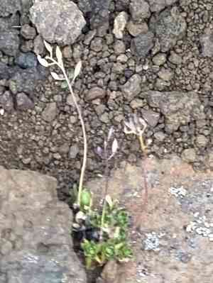 whitlow-grasses (Draba)(Draba)