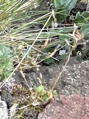 whitlow-grasses (Draba)(Draba)