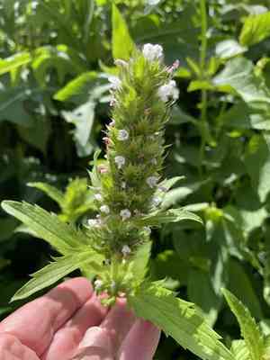 American dragon-head(Dracocephalum parviflorum)