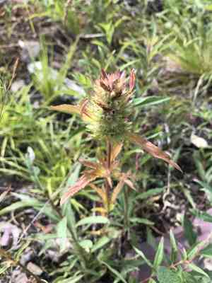 American dragon-head(Dracocephalum parviflorum)