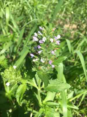 American dragon-head(Dracocephalum parviflorum)