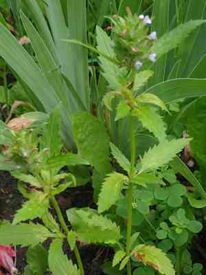 American dragon-head(Dracocephalum parviflorum)