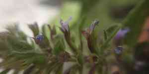 Thyme-leaf dragon-head(Dracocephalum thymiflorum)