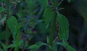 Thyme-leaf dragon-head(Dracocephalum thymiflorum)