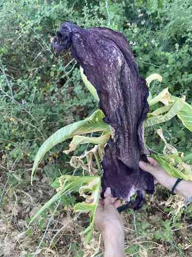 Dragon arum(Dracunculus vulgaris)
