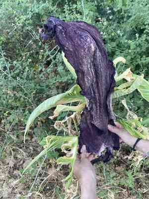 Dragon arum(Dracunculus vulgaris)